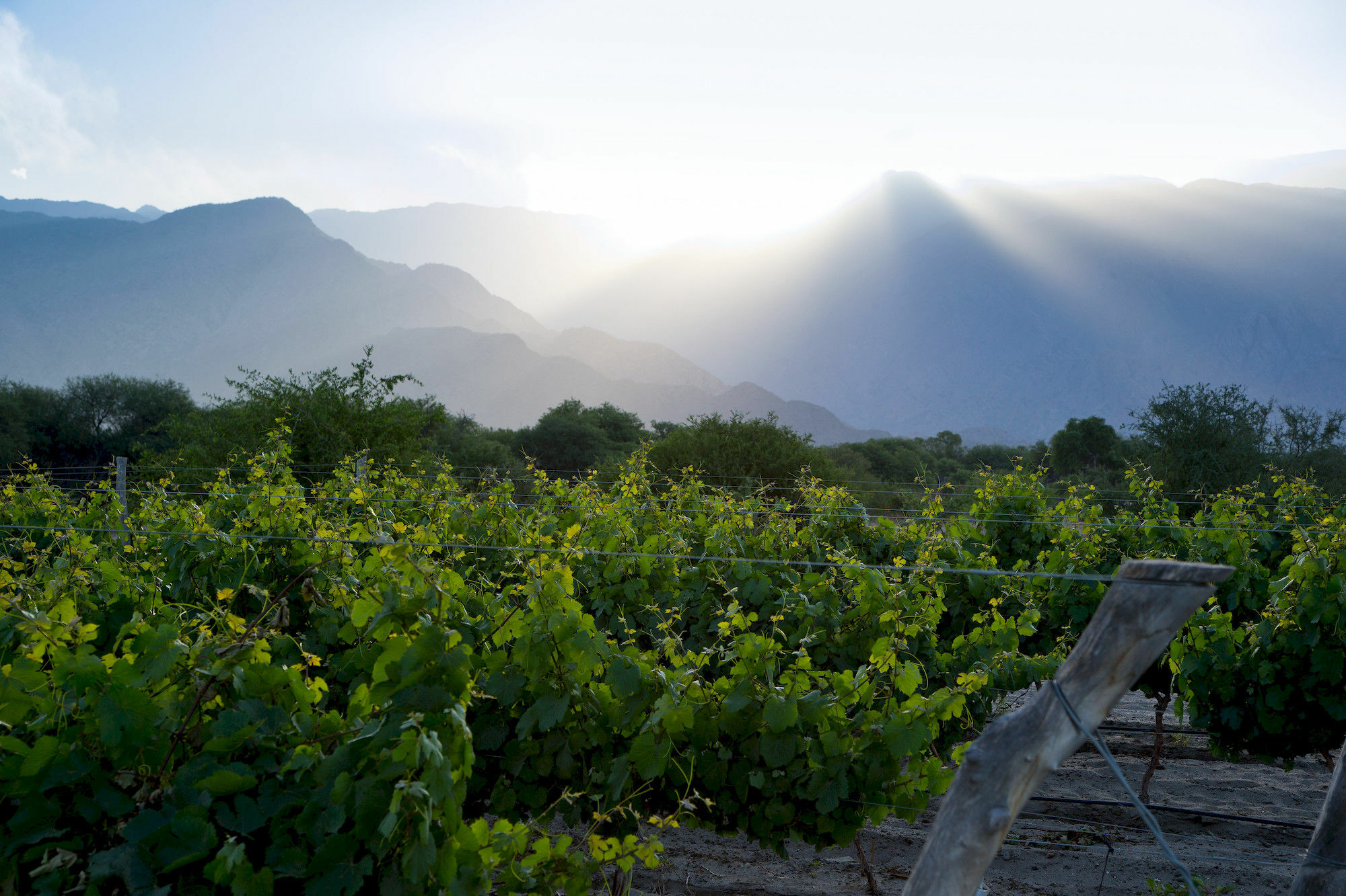 Hotel Grace Cafayate Exteriér fotografie Vineyards in the San Juan Province
