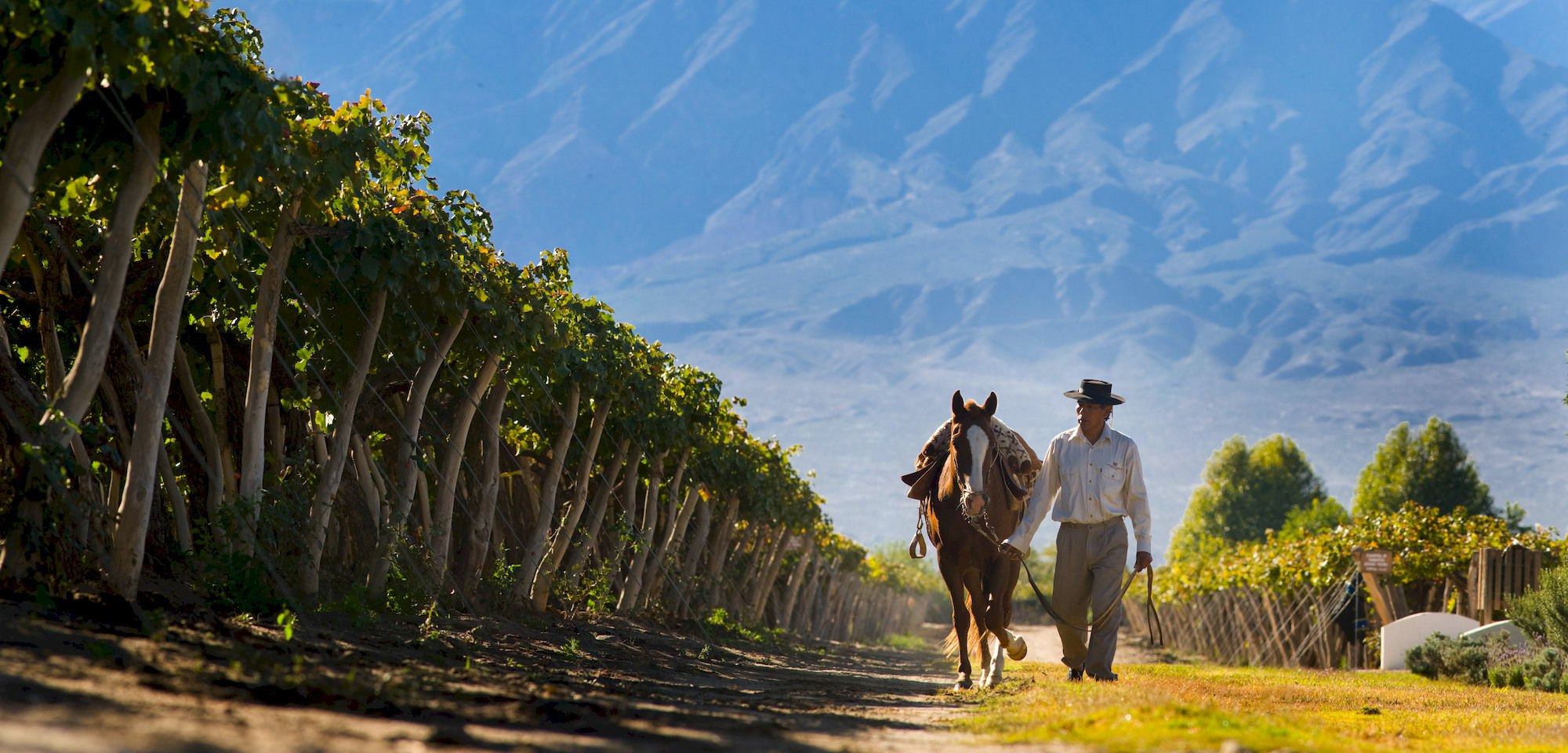 Hotel Grace Cafayate Exteriér fotografie Vineyards in Salta